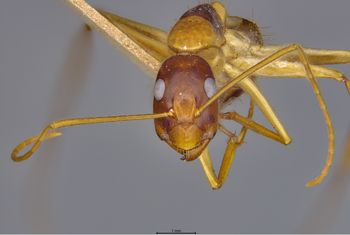 Media type: image;   Entomology 21468 Description: Specimen documentation photo of head frontal viewfrom specimen MCZ:Ent:21468, captured on2025-06-13;  Aspect: head frontal view
